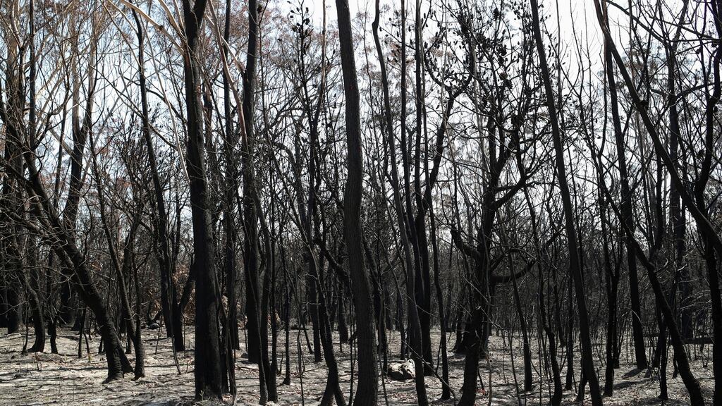 Charred trees in a patch of forest burnt during the recent bushfires near Batemans Bay, New South Wales, Australia. Photograph: Loren Elliott/Reuters