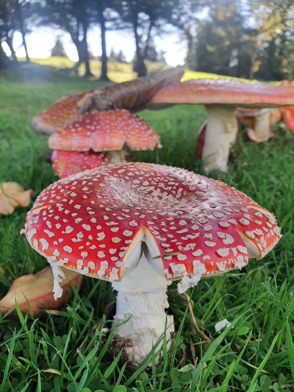 fly agaric mushrooms, supplied by J Harding