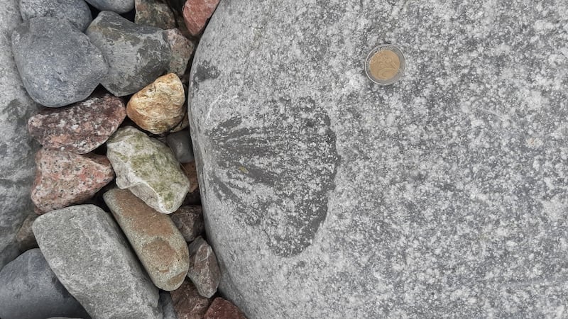 Fossilised brachiopod shell