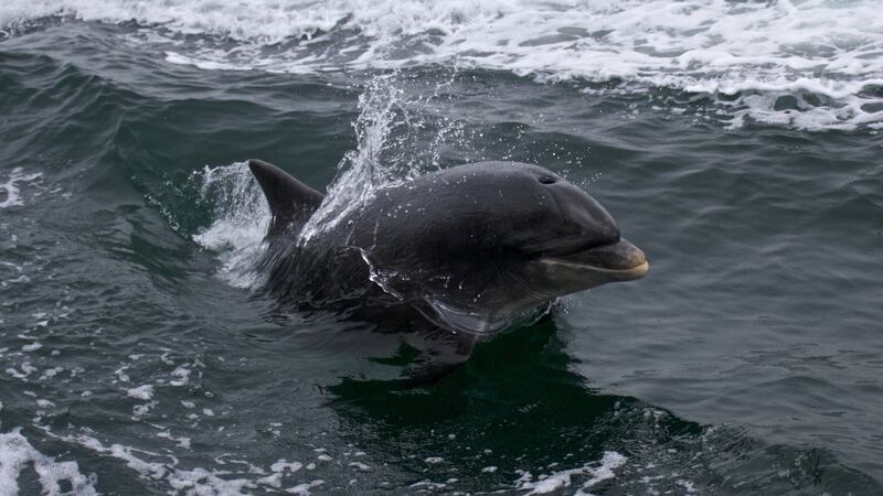 In this short story, Fungie the dolphin leaves his beloved Dingle Bay to help sea creatures in need. Photograph: Petra Kosonen/ Getty/iStock