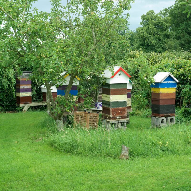 Beehives in Sheppard's garden. Photograph: Richard Johnston
