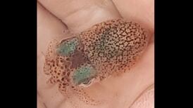 Eye on Nature: Squids, moths and barnacles under the magnifying glass