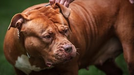 The Irish Times view on policy towards dangerous dog breeds: there is a case to consider a ban