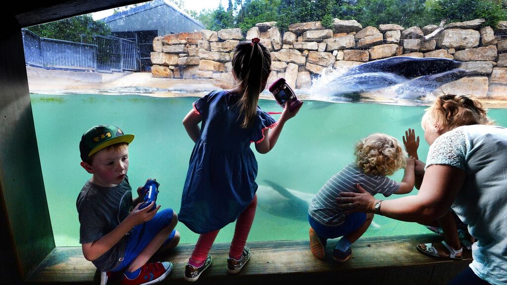 Children watching the sea lions at Dublin Zoo. Photograph: Cyril Byrne / The Irish Times