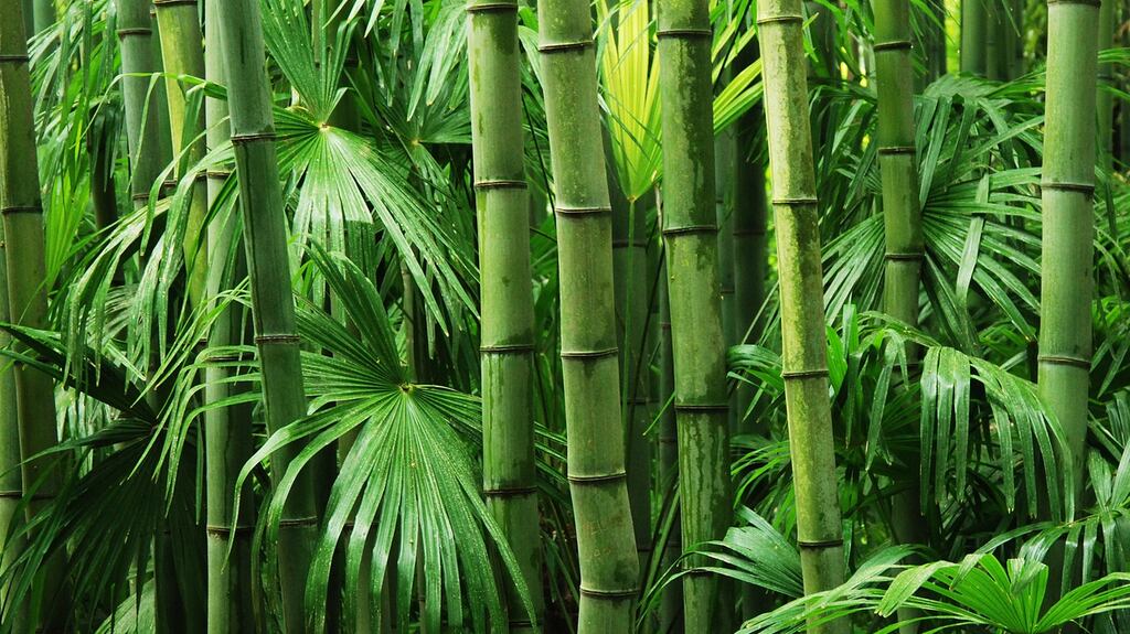 Bamboo: There are more than 1,200 species, some of which, given the right conditions, can grow at the rate of one inch every 40 minutes. Photograph: Getty
