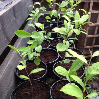 Some of Theresa Storey’s tea plants awaiting replanting outside at her tea plantation in Ballingarry, Co Limerick