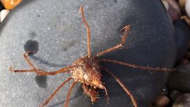 I found this carcass on a beach: Readers’ nature queries