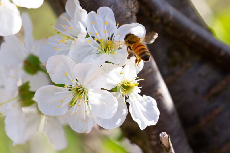 Forager bees leave the hive and collect nectar and pollen from flowers, trees and bushes. Photograph: iStock
