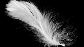 Plucking Up Courage – Frank McNally on the ‘White Feather’ campaign of the first World War