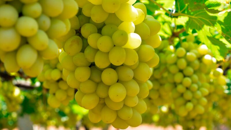 Drinking one wine all the time can get very dull. I have pointed out a few alternatives here before. My favourite would be Riesling, but every country offers their own version of crisp ’n’ dry