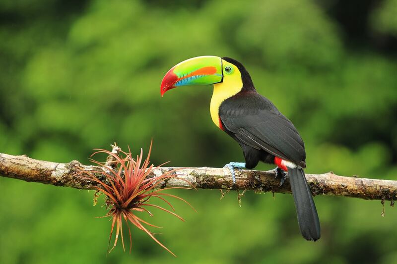 Toucan, Costa Rica