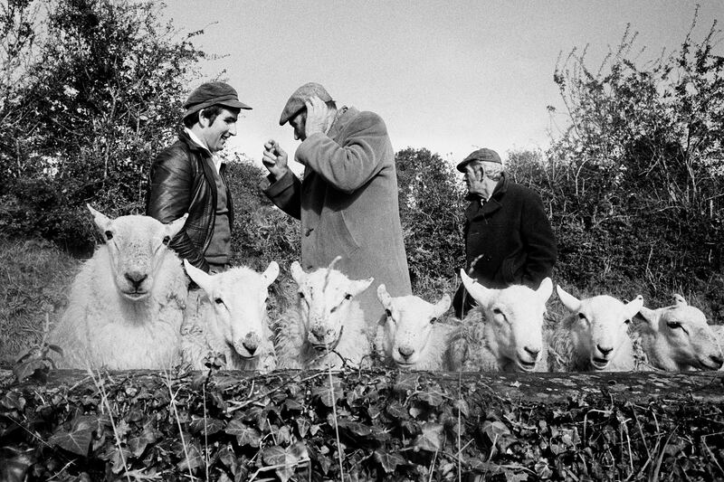 Manorhamilton sheep fair, Co Leitrim. From A Fair Day. 1981. Photograph © Martin Parr/Magnum Photos