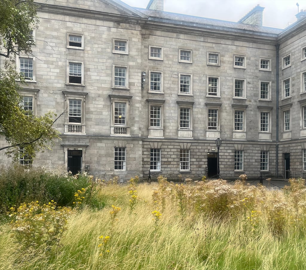 Ragwort Trinity College