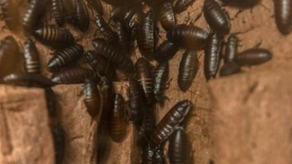 The Food Safety Authority of Ireland  said Ruposhi Indian Restaurant in Drumcondra, Dublin, was ordered to close on December 20th due to evidence of a cockroach infestation and a lack of food hygiene