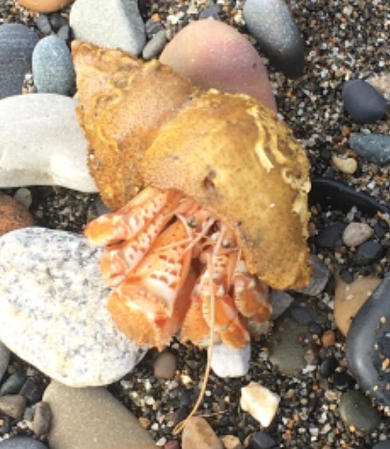 A hermit crab seen on Killiney beach, Co Dublin.