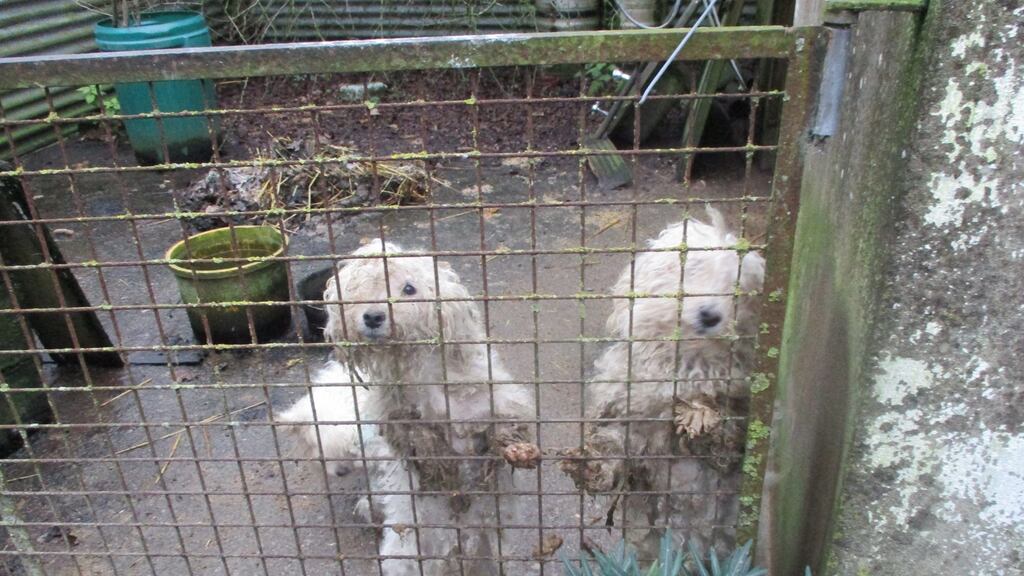 “The suffering they would have endured was just unimaginable. They now have the promise of a secure loving home ahead of them.”