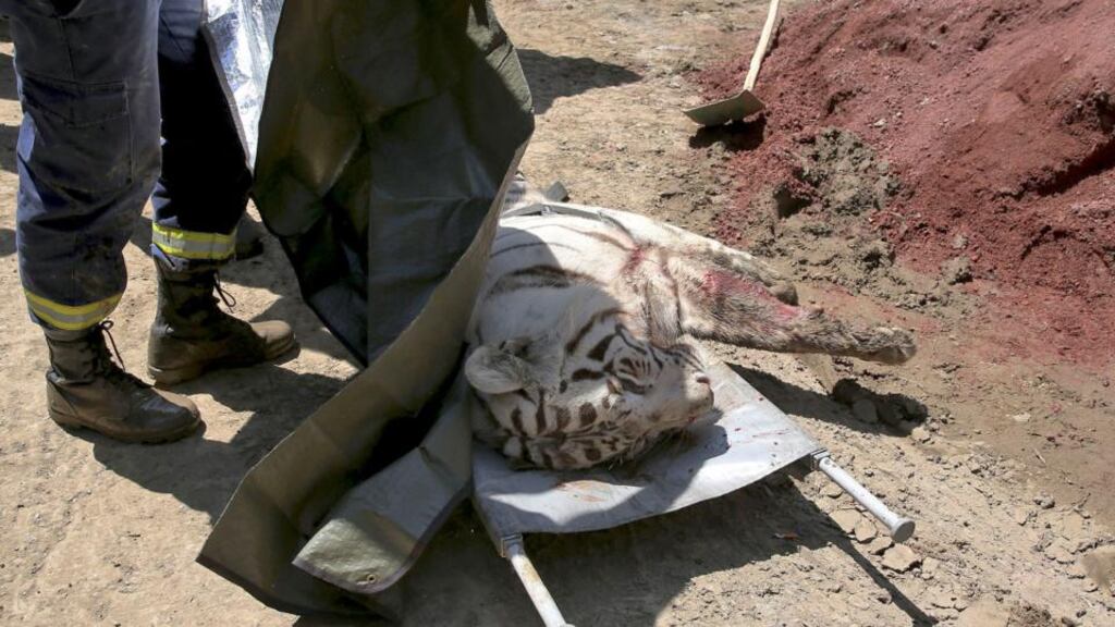 An official covers the body of a tiger killed near a zoo in Tbilisi, Georgia. Photograph: Tbilisi Police Press Service via AP