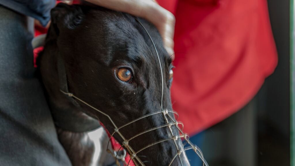 Betting tax was originally tied to support for the horse and greyhound racing industries, which lobbied for this year’s increase. Photograph: Michael MacSweeney/Provision