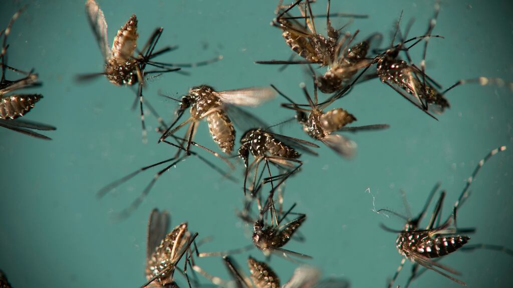 Aedes aegypti mosquitoes, responsible for transmitting Zika, sit in a petri dish at a research institute in, Brazil. Photograph: AP