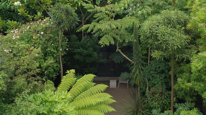Leafy foliage plants growing in the shady Dublin space of garden designer Bernard Hickie. Photograph: Richard Johnston