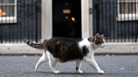 Even Larry the cat is exhausted by the Christmas run-up in Westminster