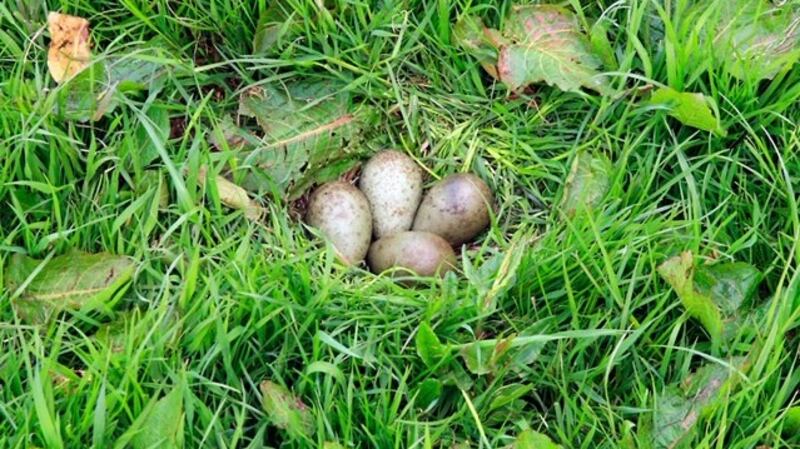 Curlew nest with four eggs. Photograph: Barry  O’Donoghue