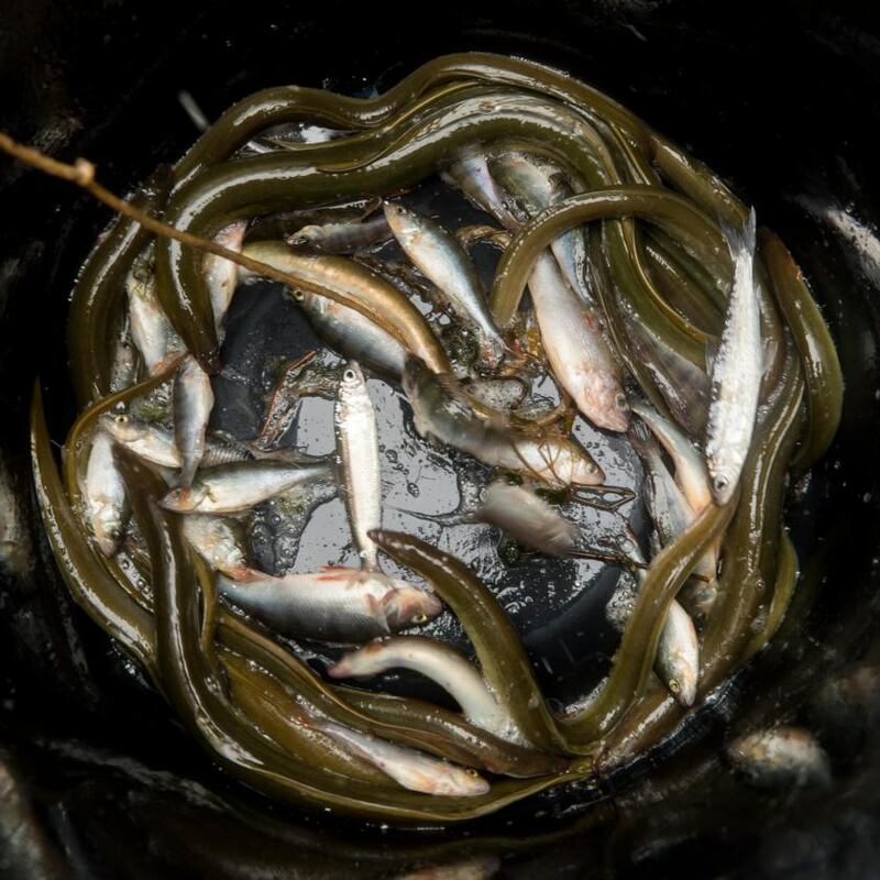 Freshly caught eels netted by Anne Marie McStocker and Gary McErlain. Photograph: Liam McBurney