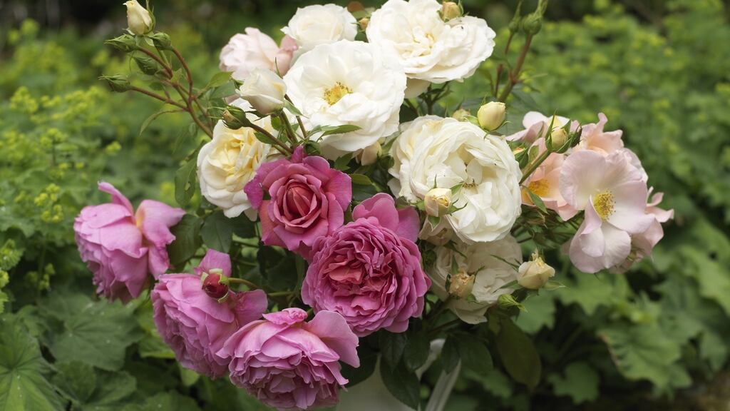 Few plants can beat the rose for its intensity and richness of scent plus the sensuous beauty of its blooms. Photograph: Richard Johnston