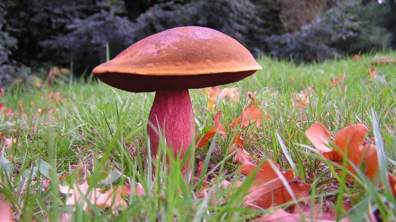 The Scarletina Bolete has a pleasant and nutty flavour if cooked, but is poisonous raw. Photograph: Wojciech Chmura
