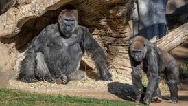 Gorillas test positive for coronavirus at zoo in San Diego