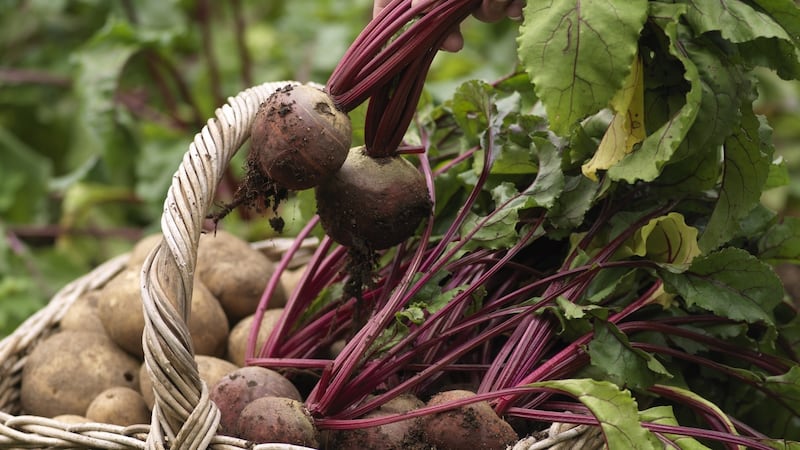 Freshly harvested beetroot. Photograph: Richard Johnston
