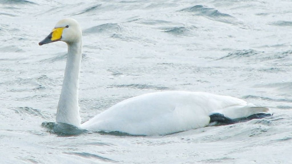 Whooper swans arrive in Ireland from Iceland during the autumn and winter