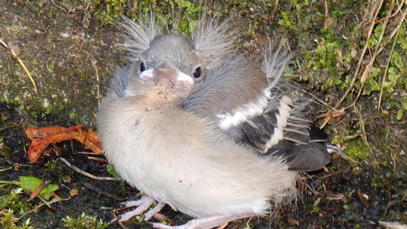 A fledgling chaffinch spotted in Lifford Co Donegal.