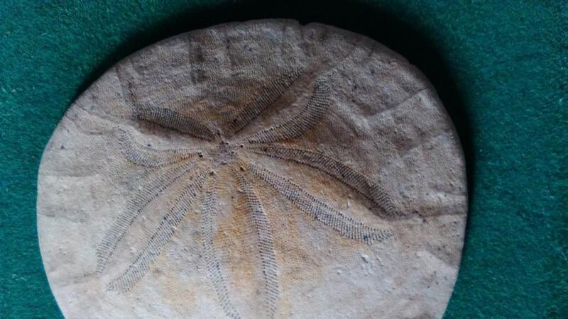 Eyes on nature: the sand dollar that Anne Ryan’s nephew found on a beach in California