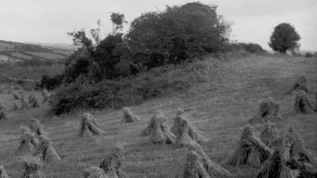 A fairy fort, with corn stooks of four sheaves each, in Loughinisland, Co Down, in 1962. Photograph: Michael J Murphy/duchas.ie