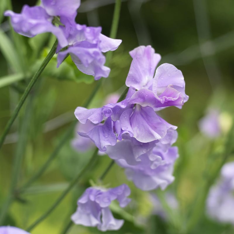 Sweet pea flowering in Fionnuala's flower farm Photo Credit Richard Johnston