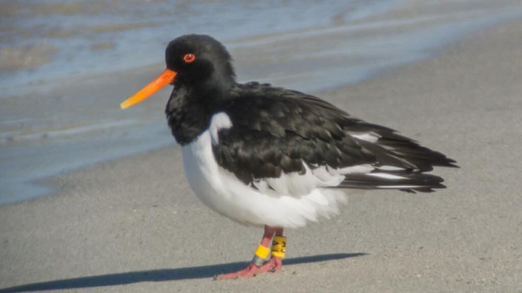 Dublin Bay Birds: the Dublin oystercatcher known as AJ, photographed in Norway. Photograph: BirdWatch Ireland