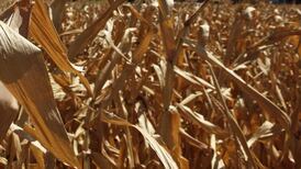 Monsanto profit falls, but shares rise on bullish outlook