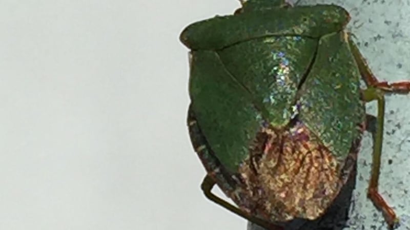 A common green shield bug, caught on camera by Matthew McCarthy (aged 11)