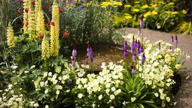 Bloom at home: A flavour of the festival in your own back yard (or on your sofa)