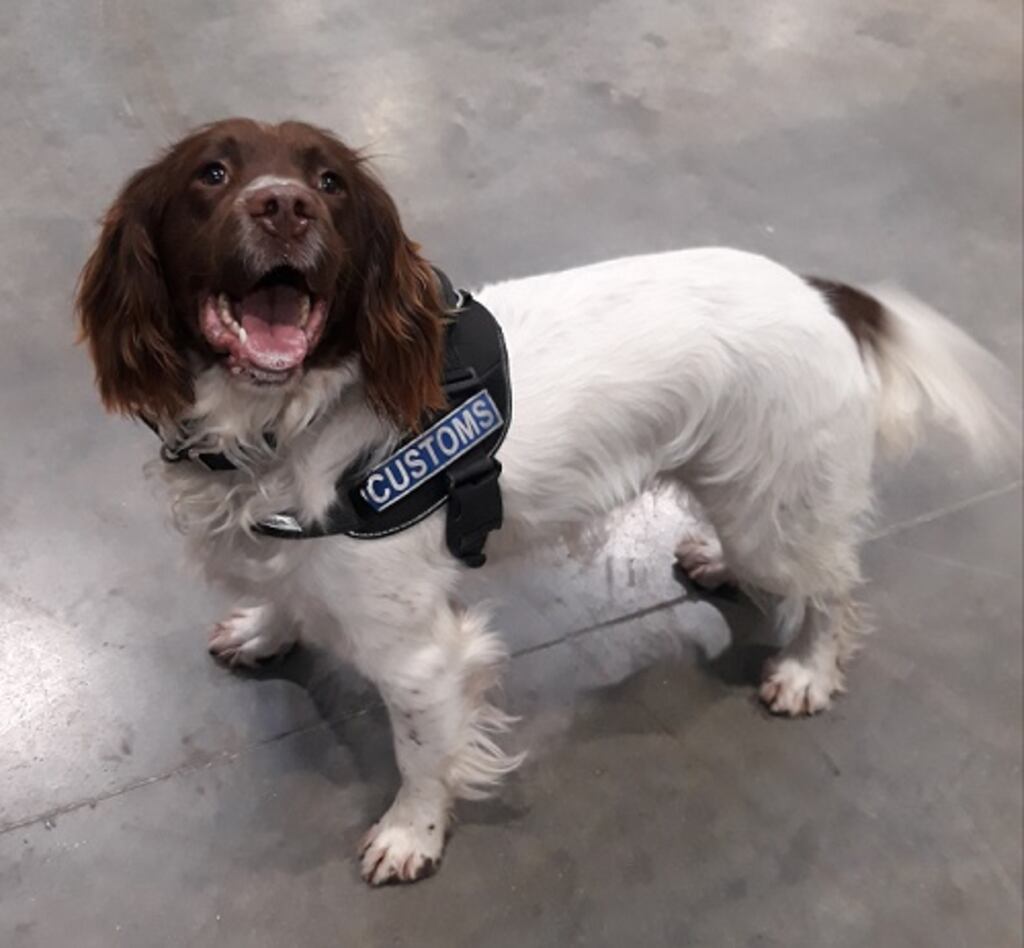 Sam, one of the Revenue detector dogs involved in the operation. Photograph: Revenue