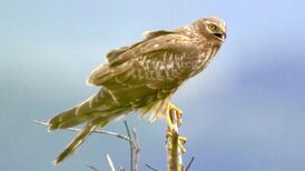 Hen harriers live on  as farmers get €11m