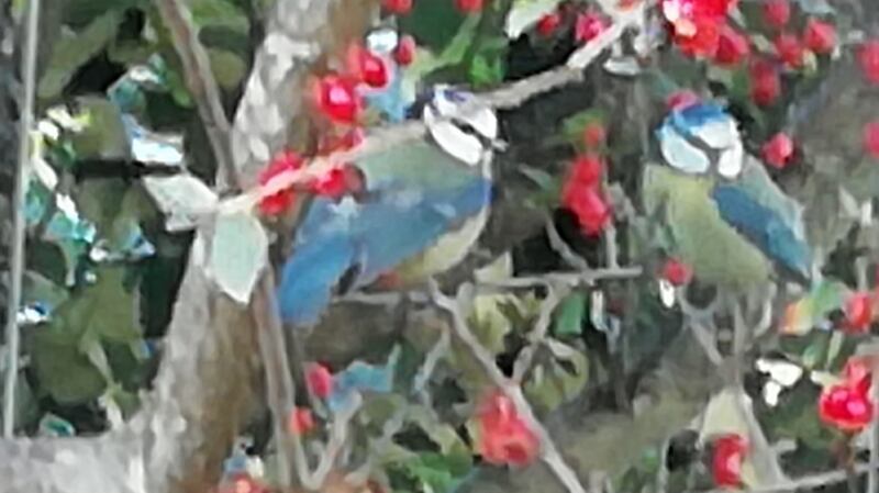Is this blue tit fighting with its own reflection?