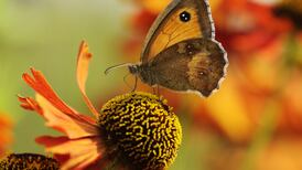 Butterfly count continues worrying trend despite warm and dry summer