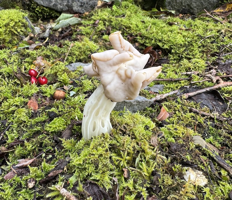 White saddle fungus. Photograph via Frank Russell