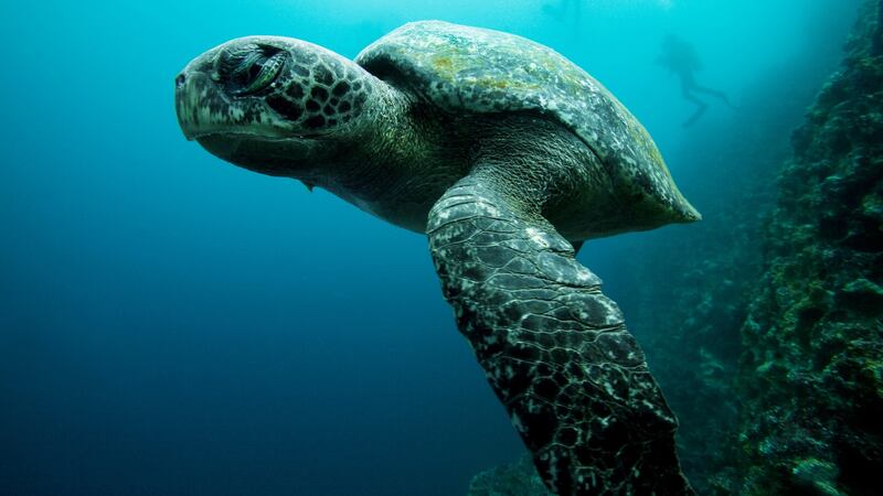 Snorkel with turtles at the Galapagos