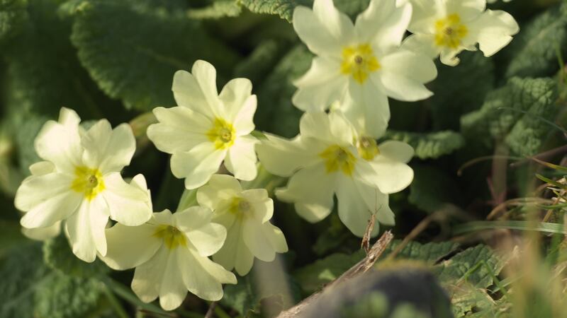 The native Irish primrose (Primula vulgaris) flowering in an Irish woodlland this spring. Photograph: Richard Johnston