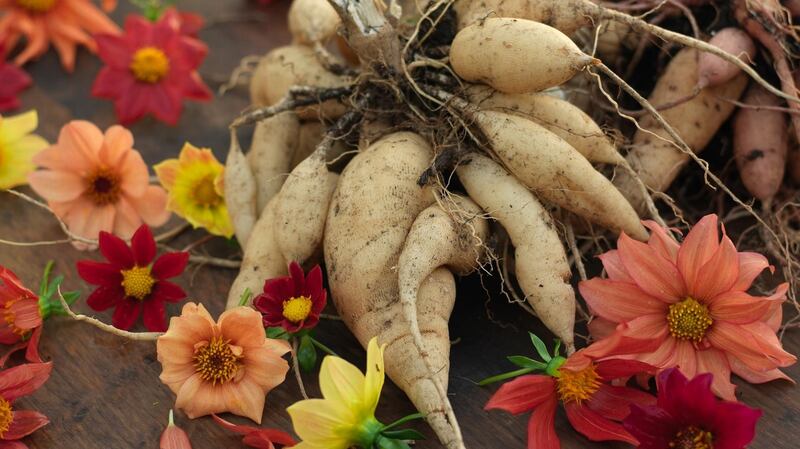 Dahlia’s fleshy  tubers can be used to make dahlia ice cream,  crisps,  chips,  soup,  rostis or be grated into cakes. Photograph: Richard Johnston