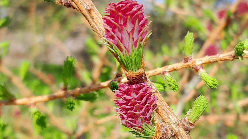 Flowering European larch. Photograph supplied by John Glendon