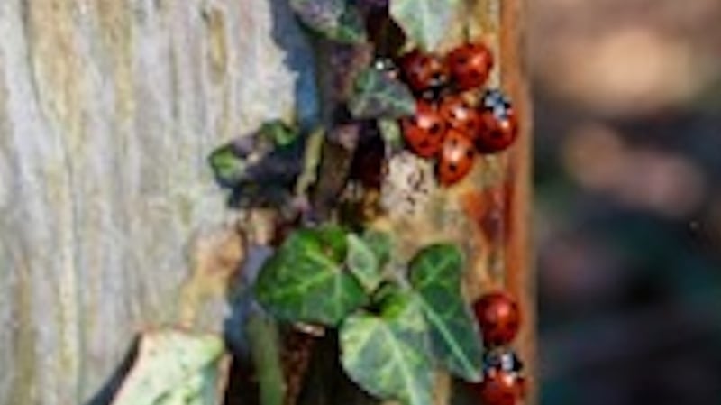 Ladybirds emerge from ivy in Warrenpoint, Co Down